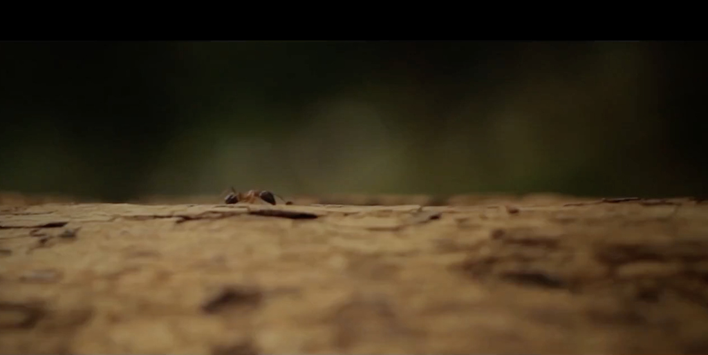 Bestia Extermination | Exterminateur Lévis photo 5