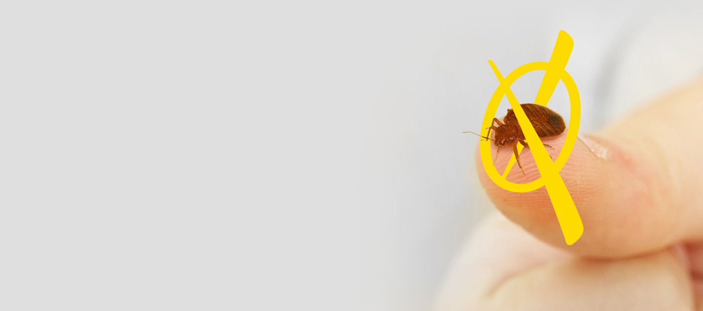 Bestia Extermination | Exterminateur Lévis photo 6