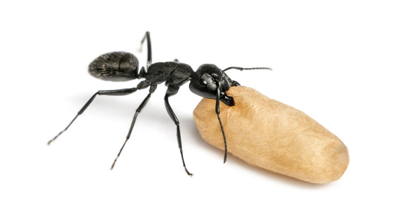 Comment savoir si on a des fourmis charpentières?