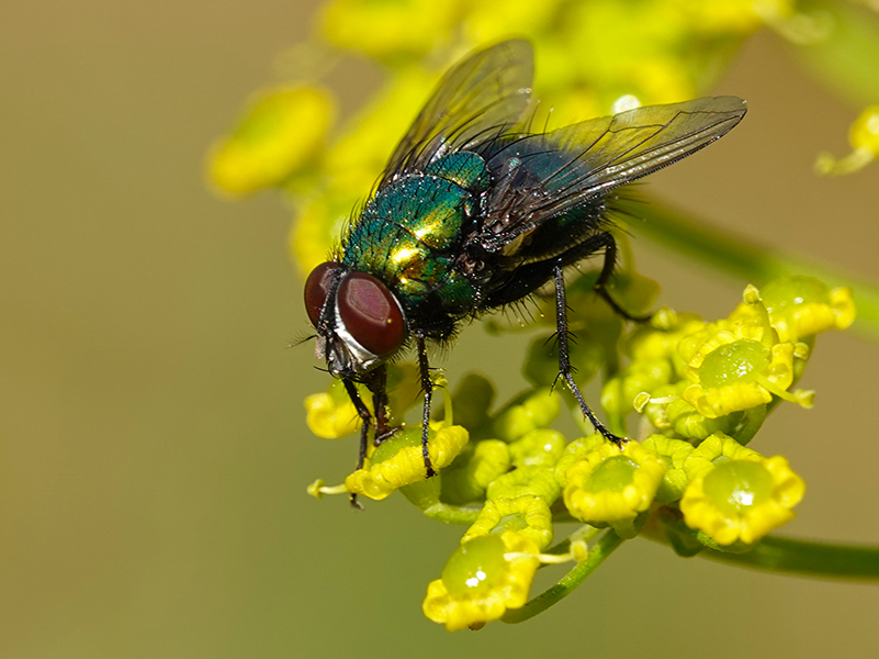 Exterminateur Calliphoridae