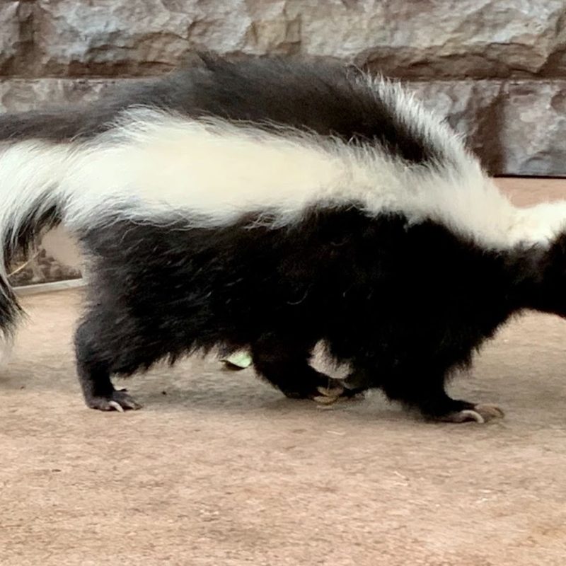 Comment enlever l'odeur de moufette