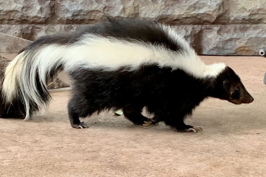 Comment enlever l'odeur de moufette