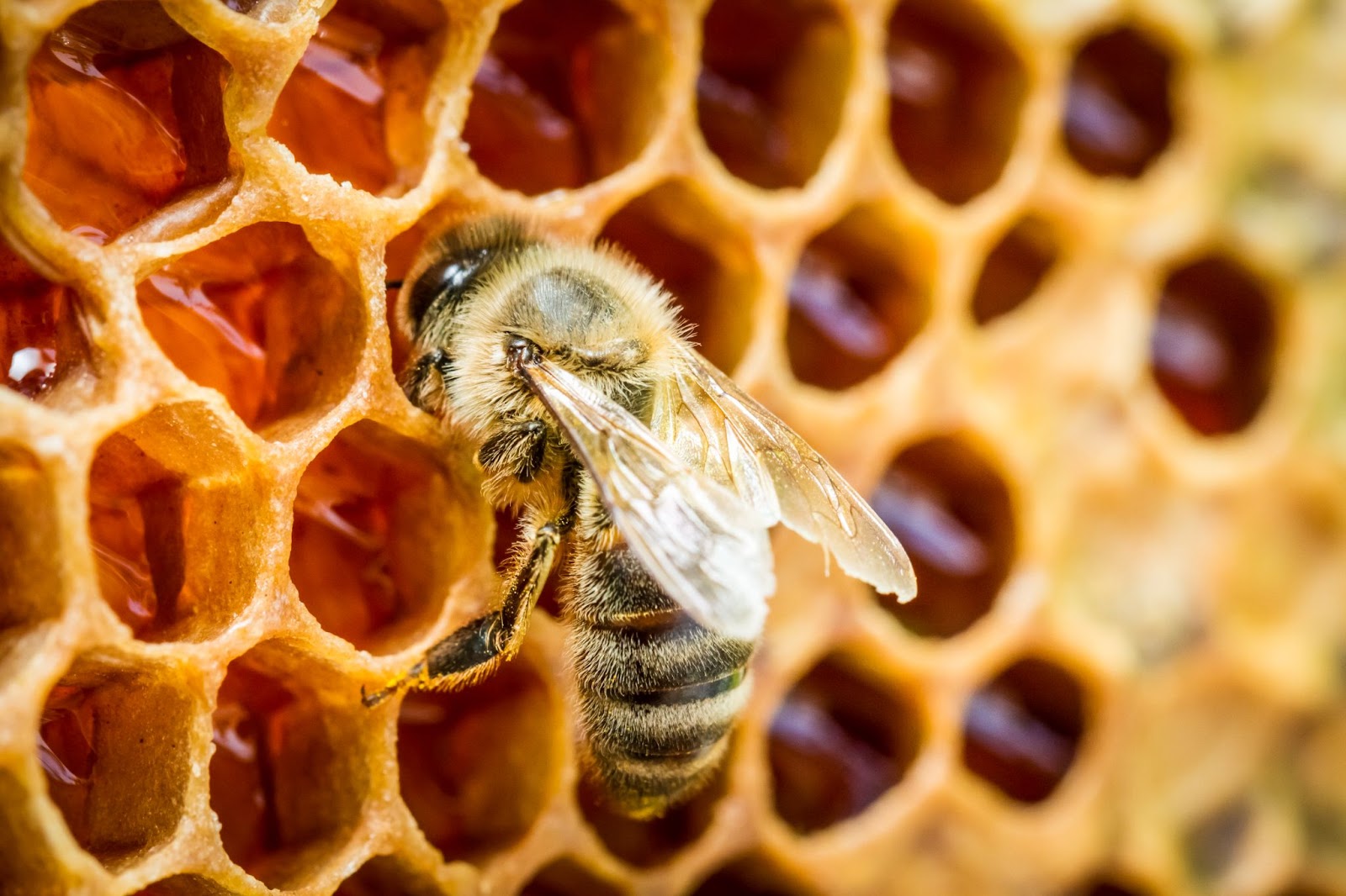 Comment se débarrasser d'un nid d'abeilles