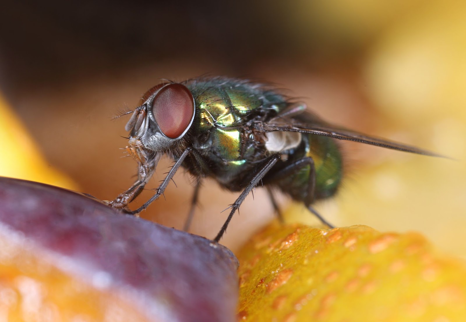 Comment éviter les mouches à fruits?