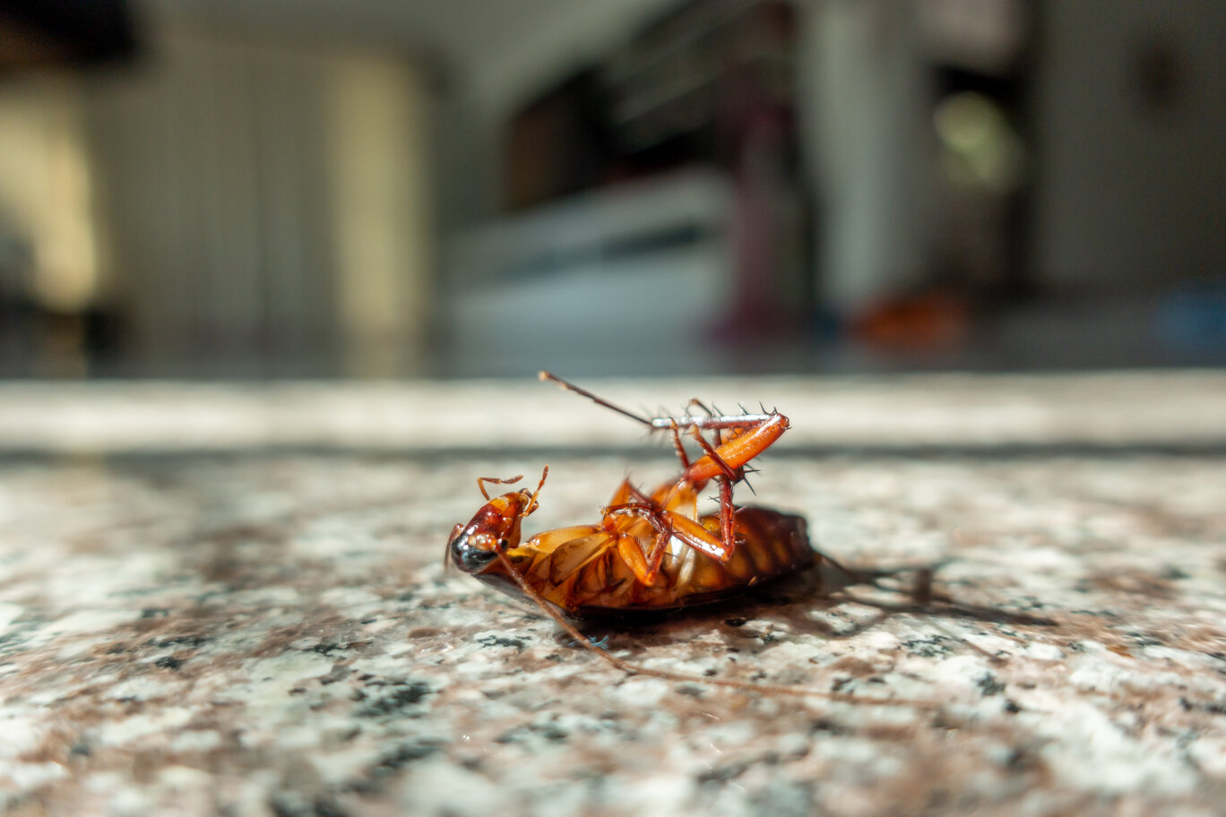 Quel est le prix d’un exterminateur de coquerelles?