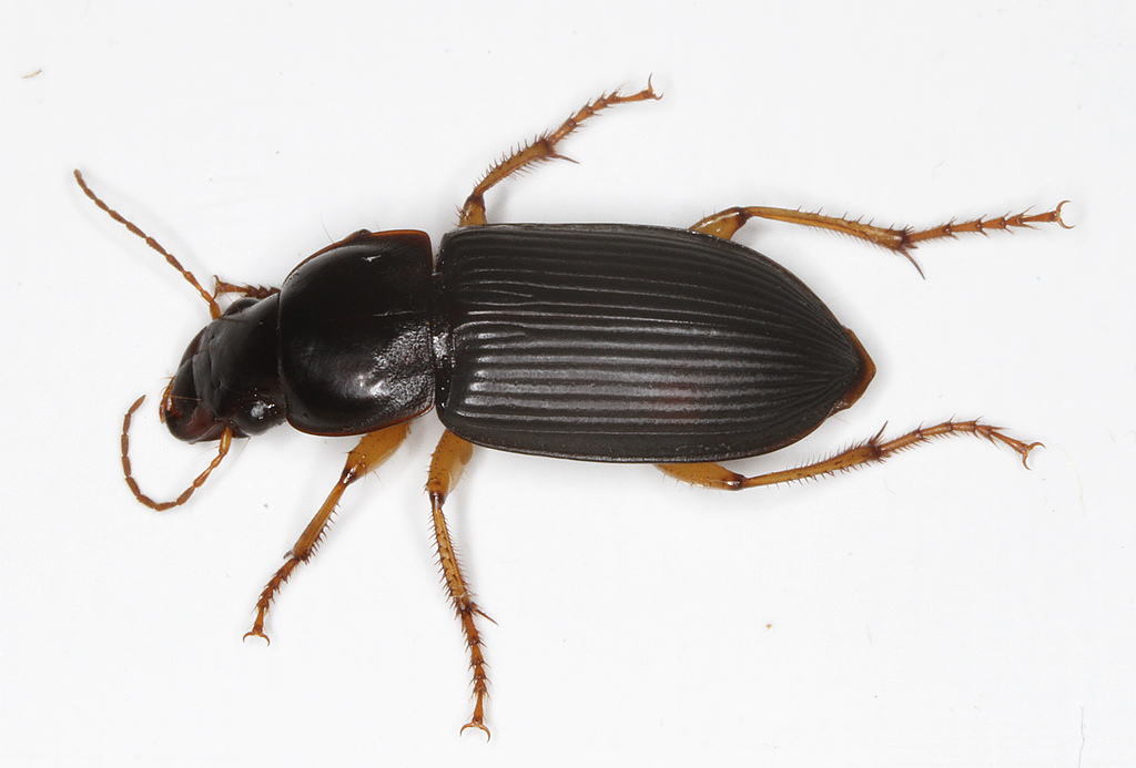 harpalus pensylvanicus