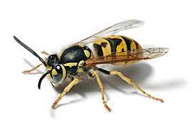 Guêpe Vespula