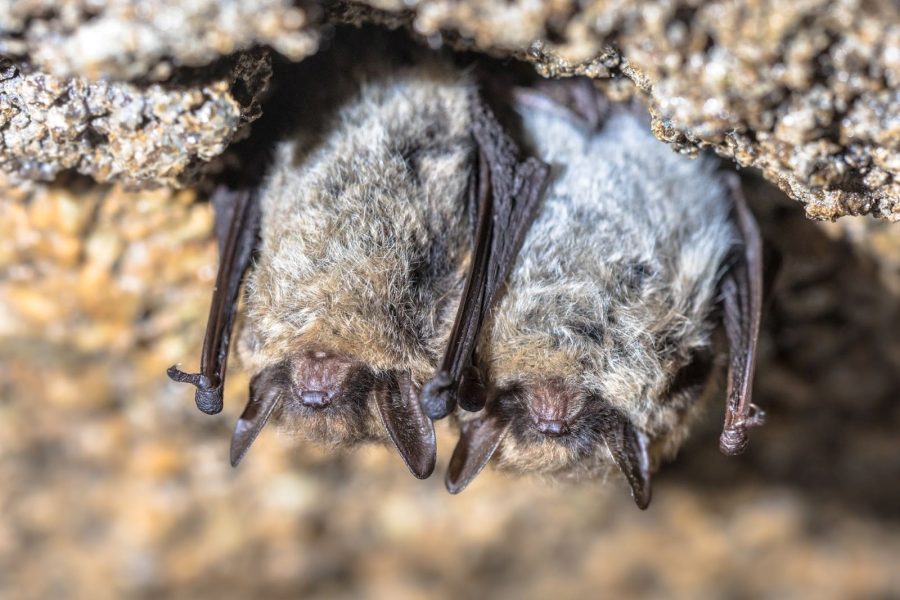 Comment eloigner chauves souris