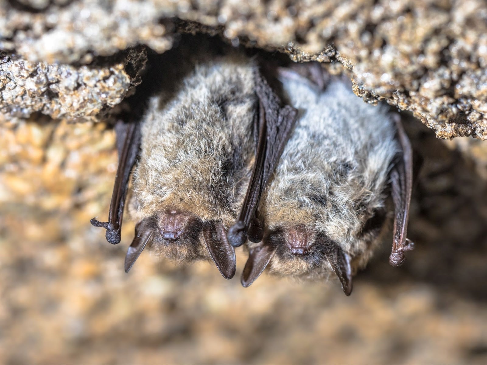 Comment éloigner les chauves souris?