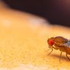 Comment se débarrasser des mouches à fruit
