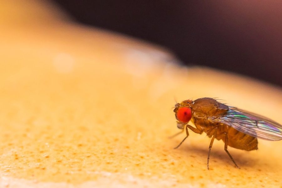Comment se débarrasser des mouches à fruit
