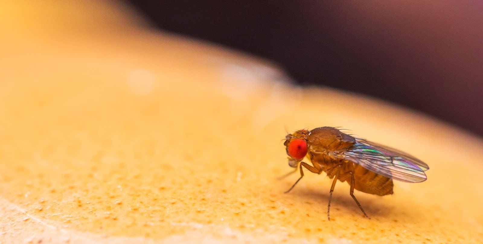 Guide d’extermination: Comment se débarrasser des mouches à fruit