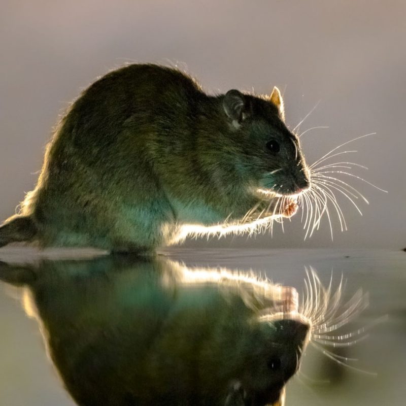 Combien coute un exterminateur de souris