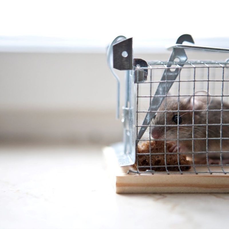 Comment boucher les trous de souris