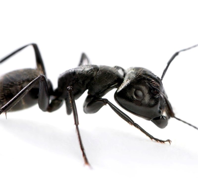 Comment se débarrasser des fourmis charpentières