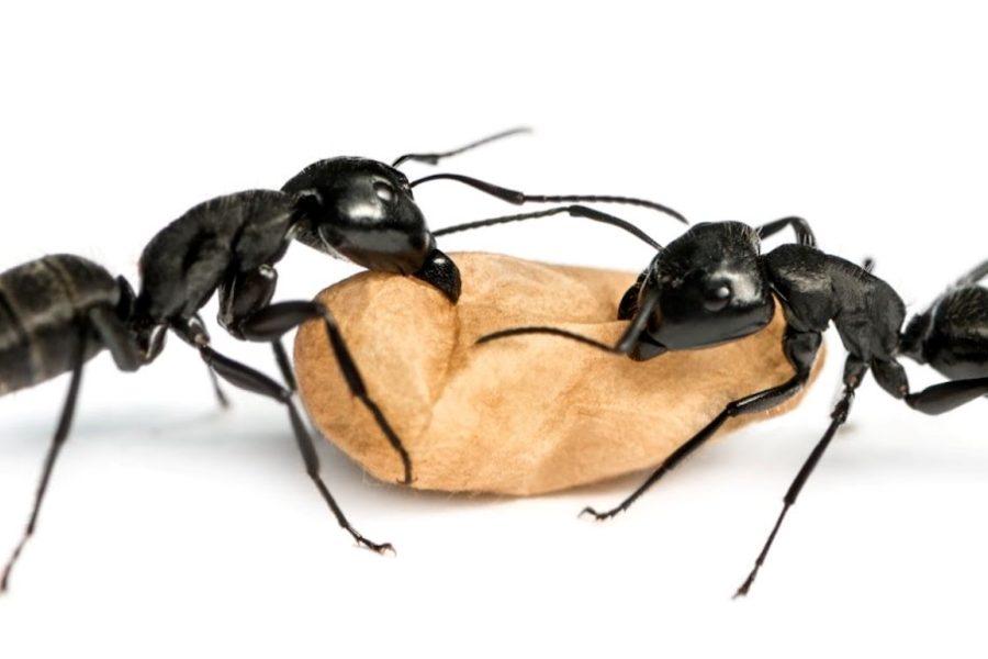 Comment savoir si on a des fourmis charpentières