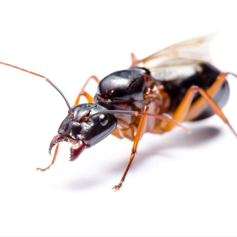 Comment trouver un nid de fourmis charpentières