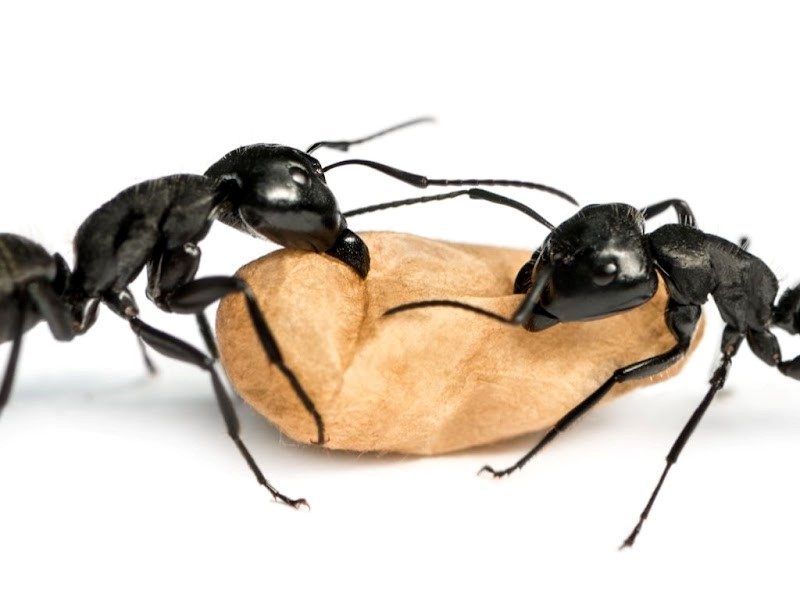 De quoi se nourrissent les fourmis charpentières